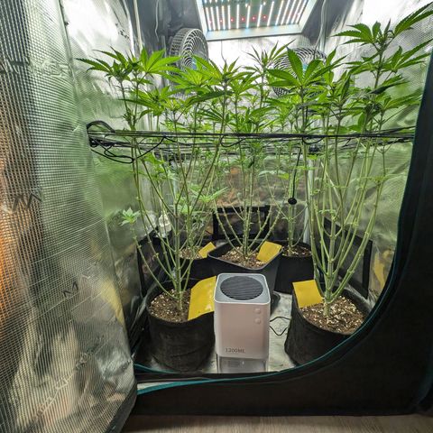Bruce growlog timeline photo