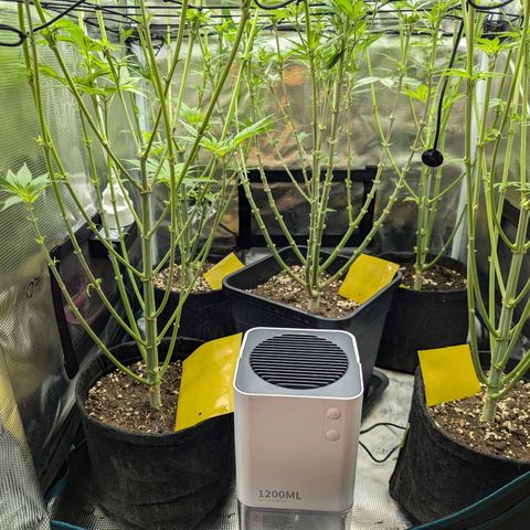 Bruce growlog timeline photo