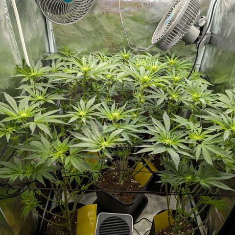 Bruce growlog timeline photo