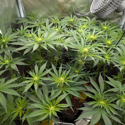 Bruce growlog timeline photo