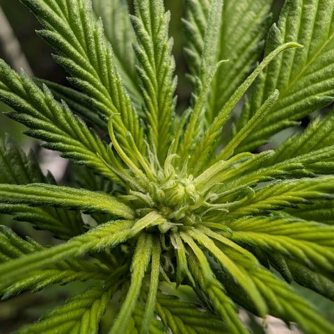 Bruce growlog timeline photo