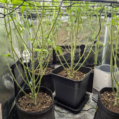 Bruce growlog timeline photo
