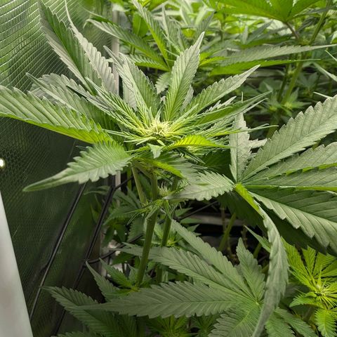 Bruce growlog timeline photo