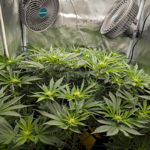 Bruce growlog timeline photo