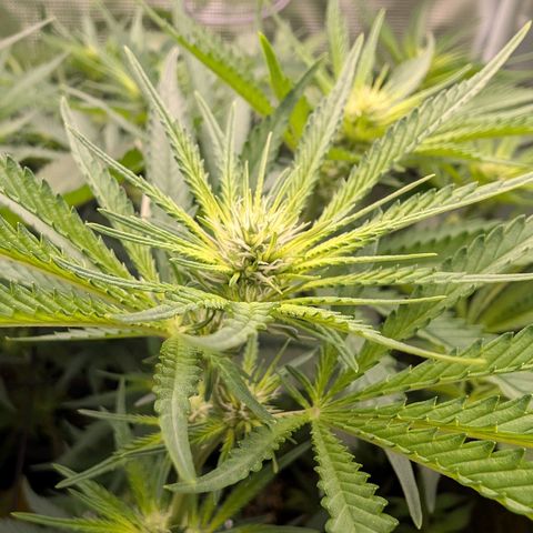 Bruce growlog timeline photo