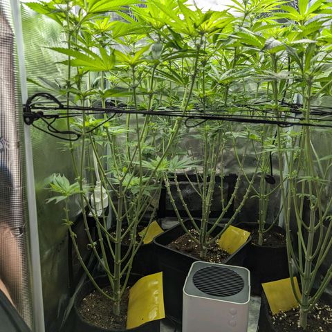 Bruce growlog timeline photo