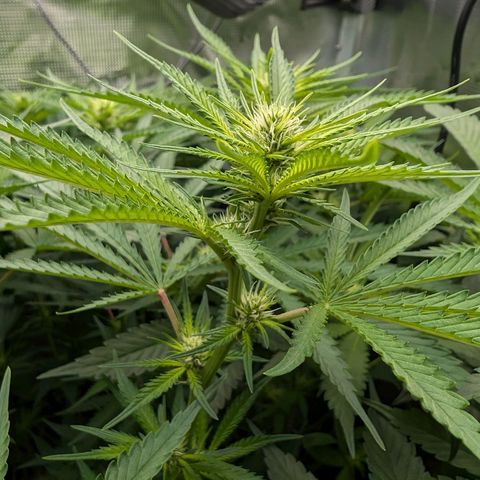 Bruce growlog timeline photo