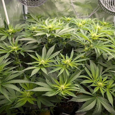 Bruce growlog timeline photo