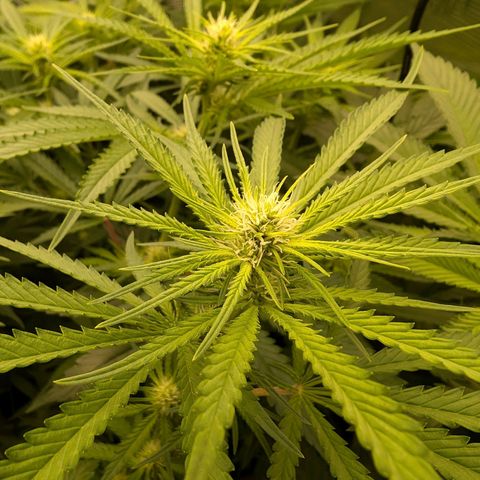 Bruce growlog timeline photo