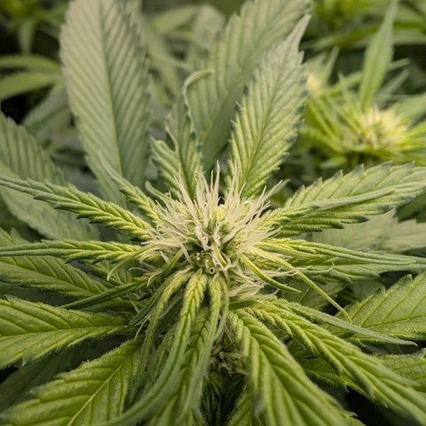 Bruce growlog timeline photo