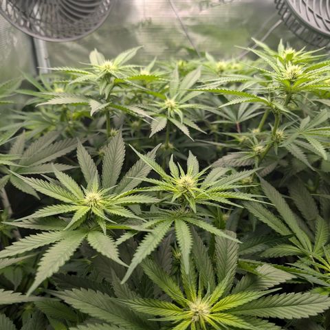 Bruce growlog timeline photo