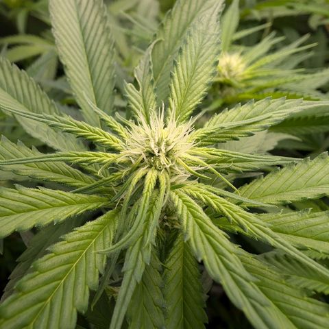 Bruce growlog timeline photo
