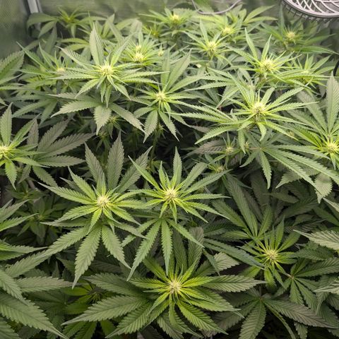 Bruce growlog timeline photo