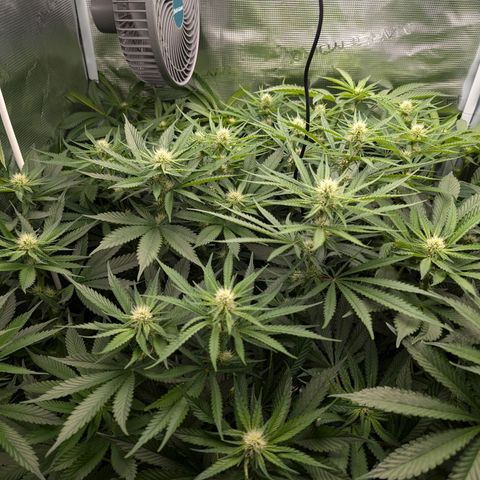 Bruce growlog timeline photo