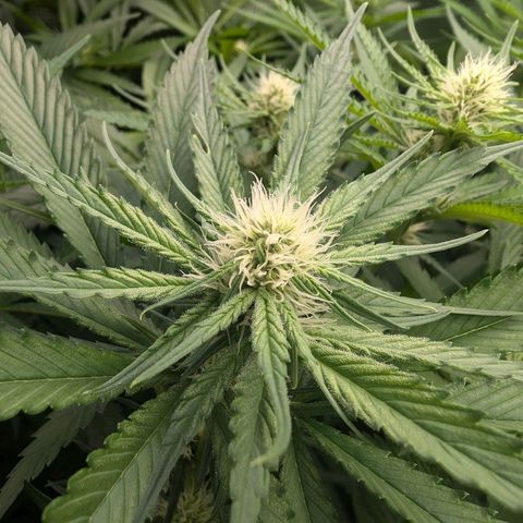 Bruce growlog timeline photo