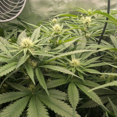 Bruce growlog timeline photo