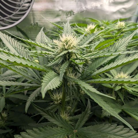 Bruce growlog timeline photo