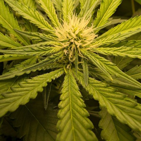 Bruce growlog timeline photo