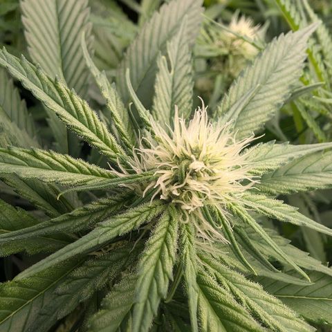 Bruce growlog timeline photo