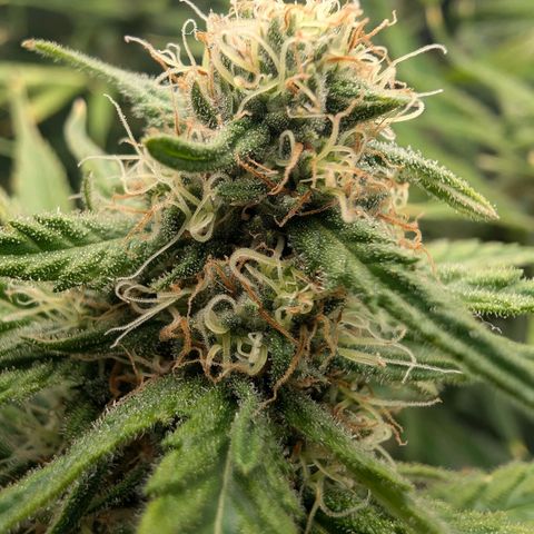 Bruce growlog timeline photo