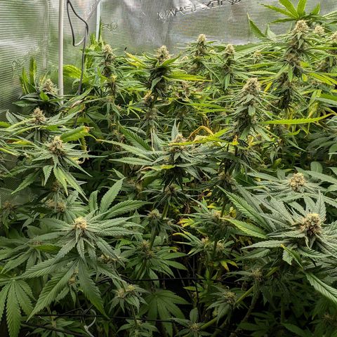 Bruce growlog timeline photo