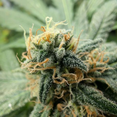 Bruce growlog timeline photo