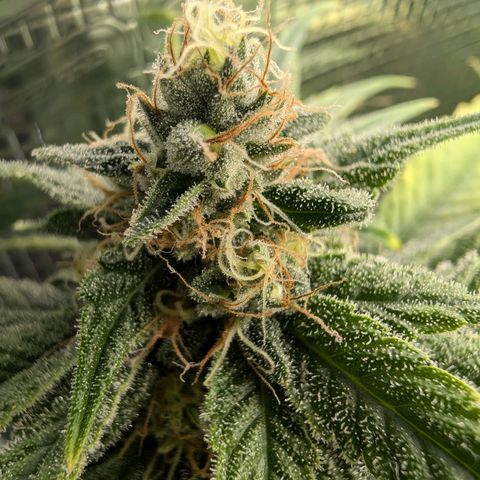 Bruce growlog timeline photo