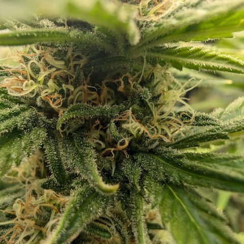 Bruce growlog timeline photo