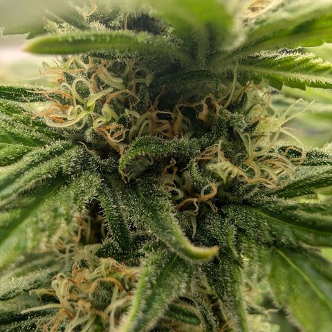 Bruce growlog timeline photo