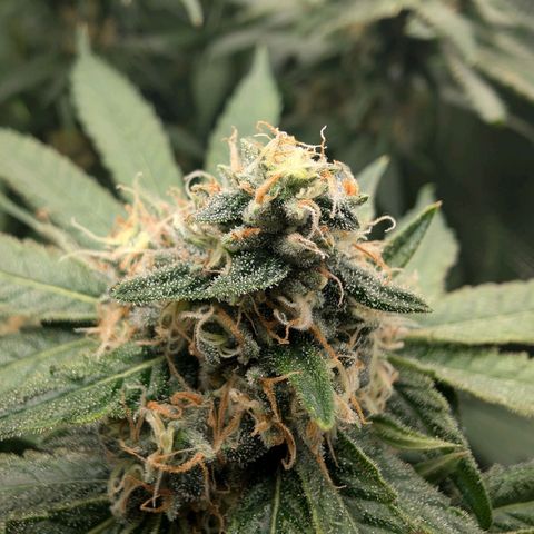 Bruce growlog timeline photo
