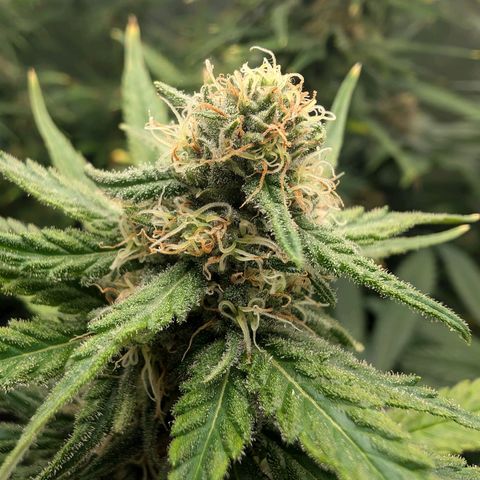 Bruce growlog timeline photo