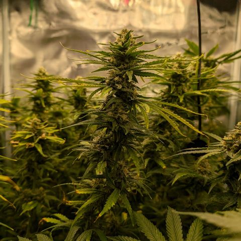 Bruce growlog timeline photo