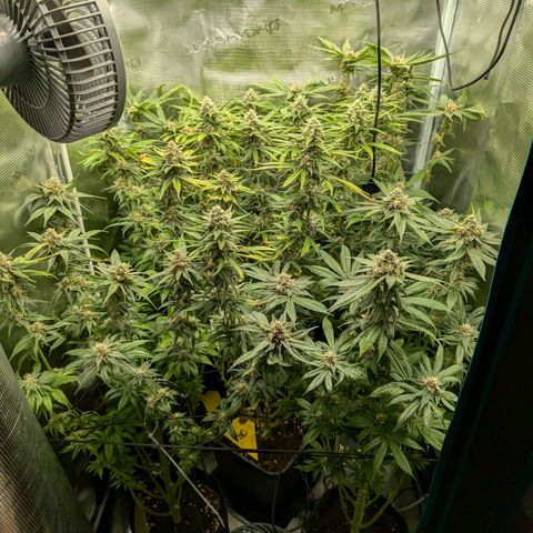 Bruce growlog timeline photo