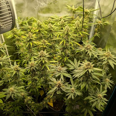 Bruce growlog timeline photo