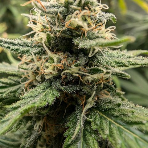 Bruce growlog timeline photo