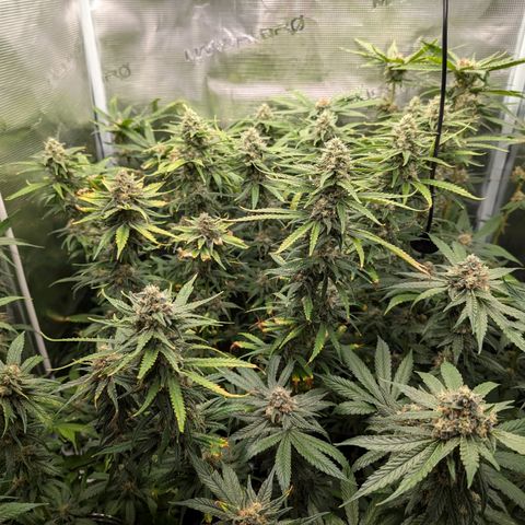 Bruce growlog timeline photo
