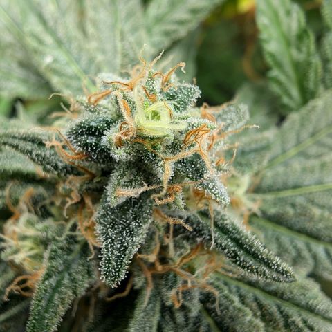 Bruce growlog timeline photo
