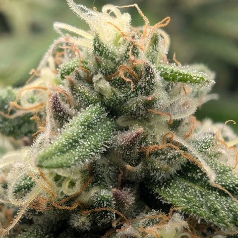 Bruce growlog timeline photo