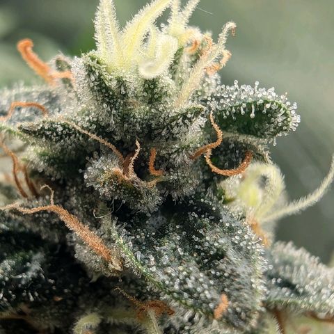 Bruce growlog timeline photo