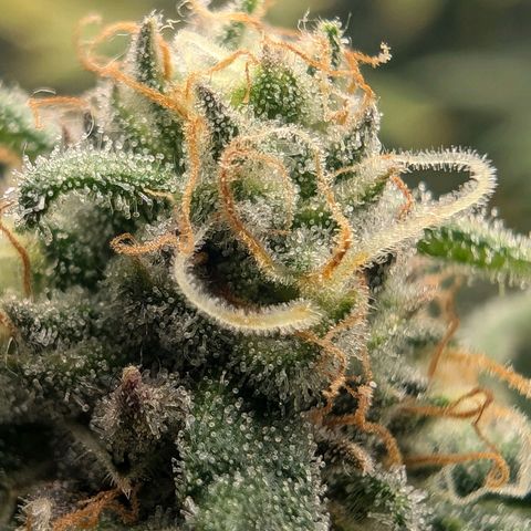 Bruce growlog timeline photo