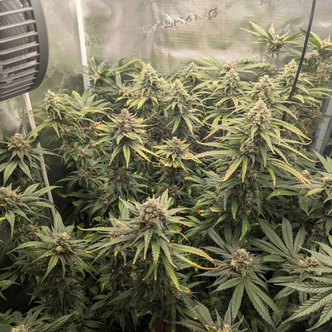 Bruce growlog timeline photo