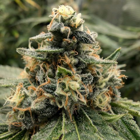 Bruce growlog timeline photo