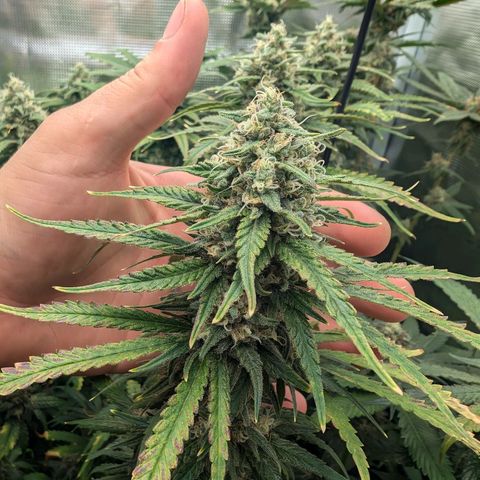 Bruce growlog timeline photo