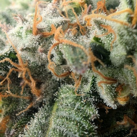 Bruce growlog timeline photo
