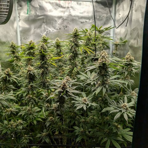 Bruce growlog timeline photo