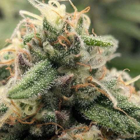 Bruce growlog timeline photo