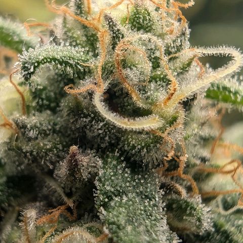 Bruce growlog timeline photo