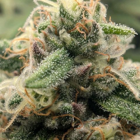 Bruce growlog timeline photo