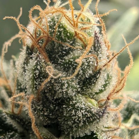 Bruce growlog timeline photo