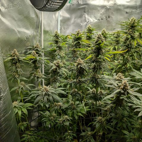 Bruce growlog timeline photo